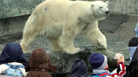 Beruang kutub di taman safari  Rp231